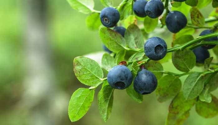 Brightwell Blueberries