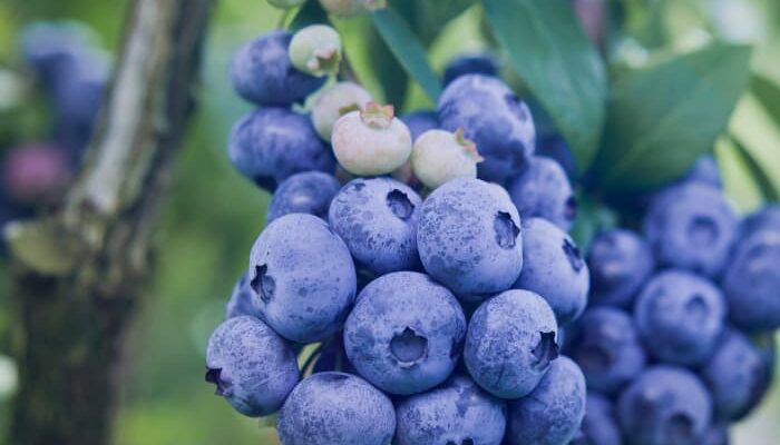 Climax Blueberries