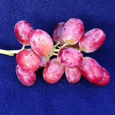 Crimson Grapes