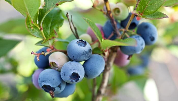 Duke Blueberries