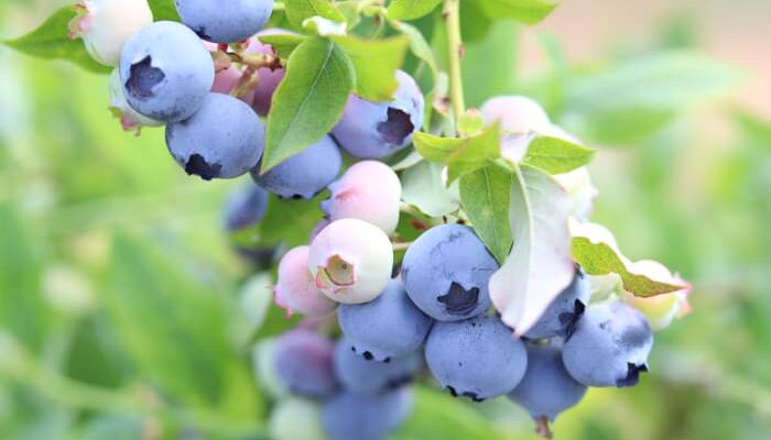 Legacy Blueberries