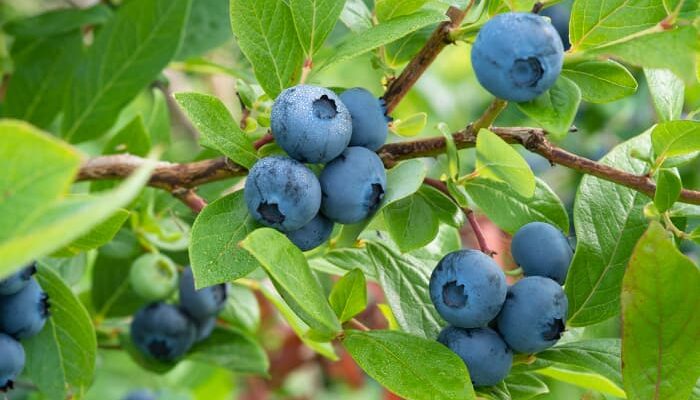 Powderblue Blueberries