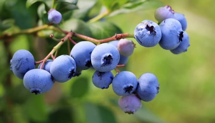 Sunshine Blue Bluberries